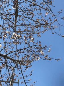 名古屋の桜も咲き始めました！