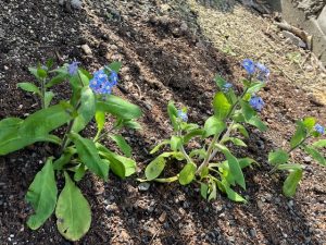 4月の花