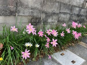 とりぷる台風？