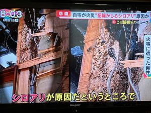 シロアリが火事を起こす!?