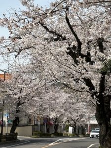 桜満開の新年度！